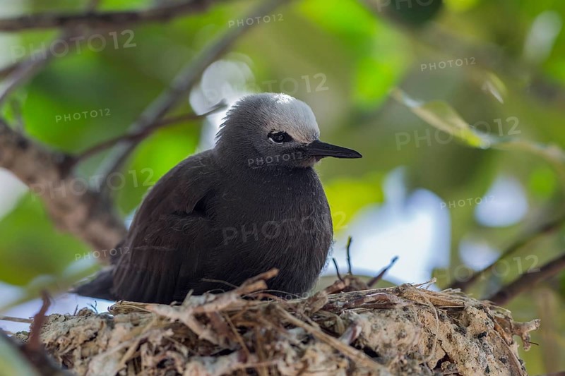 Slender-noddy tern