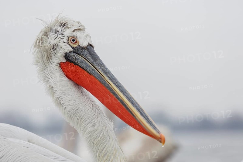 Dalmatian pelican