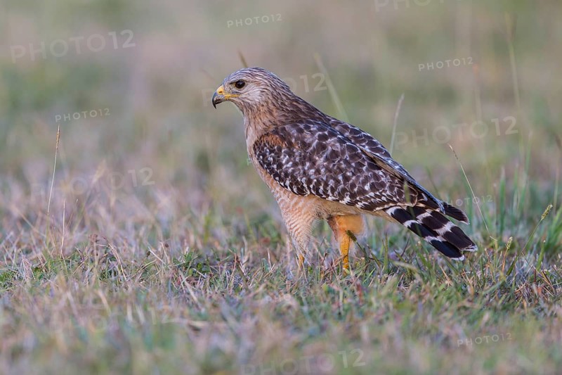 Red-shouldered hawk