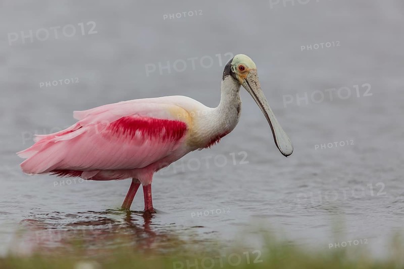 Roseate Spoonbill
