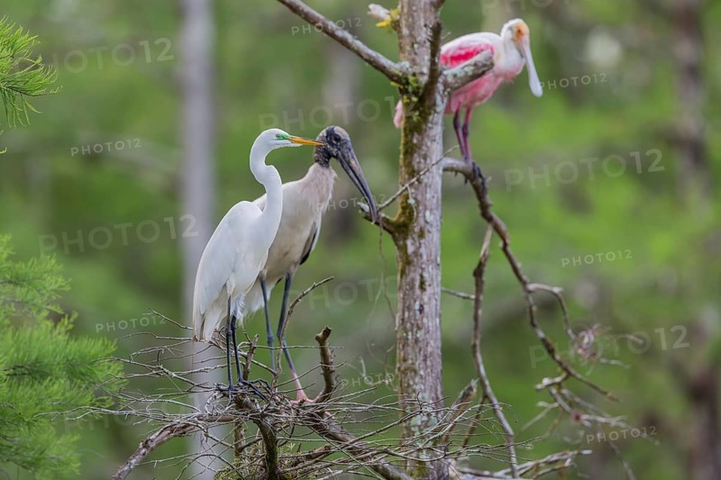 Wood stork