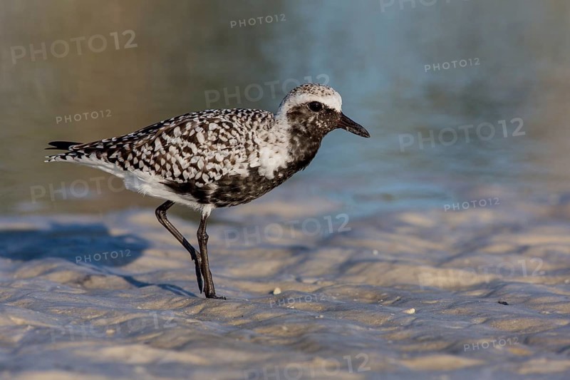 Black-bellied Plover