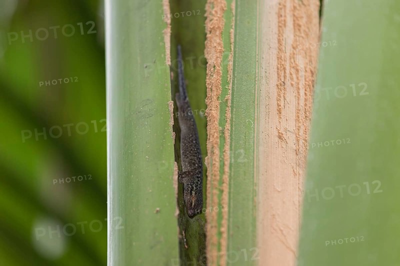 Seychelles bronze gecko