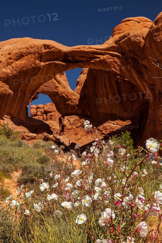 Double Arch