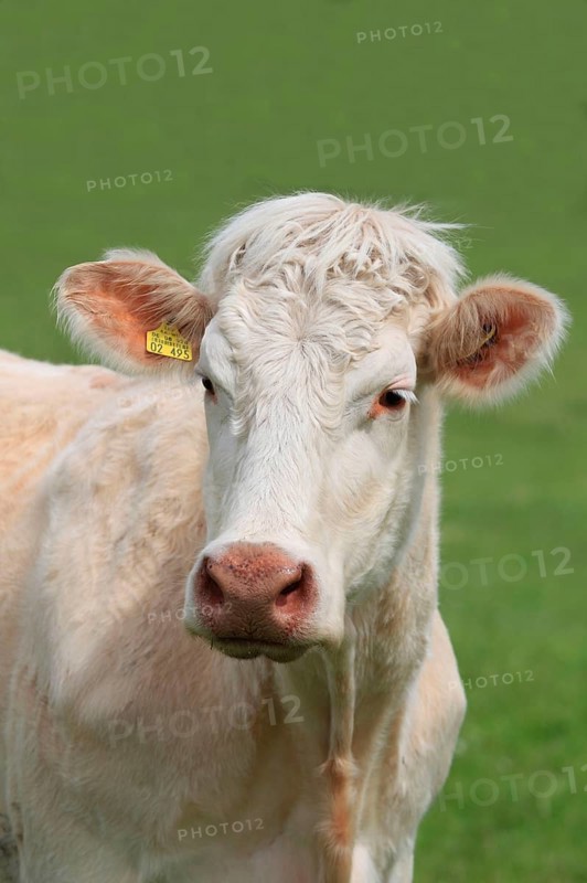 Charolais cattle