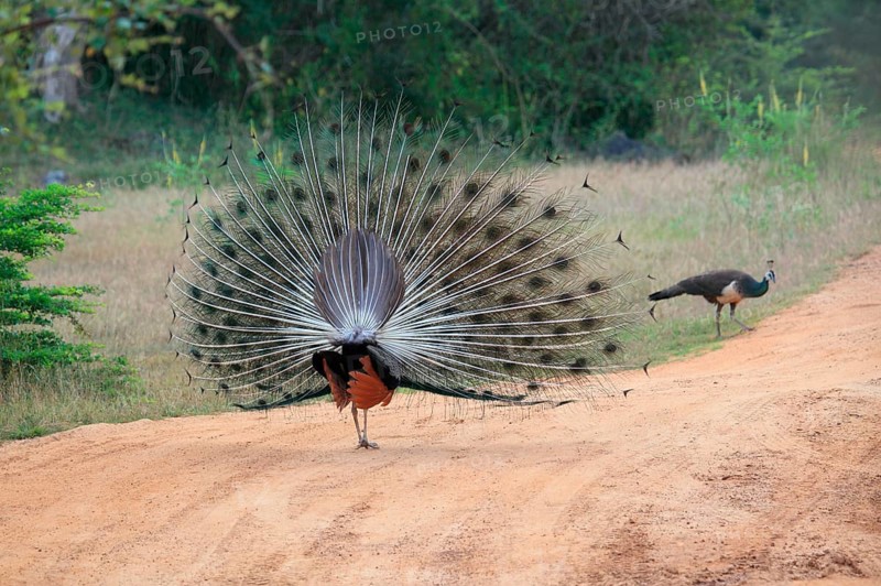 Indian peafowl