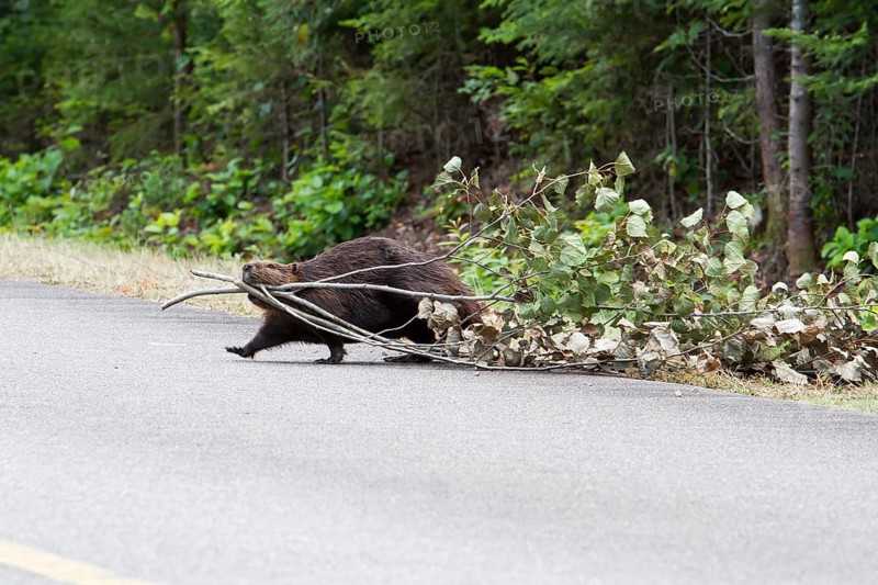 Beaver pulling a tree across a road