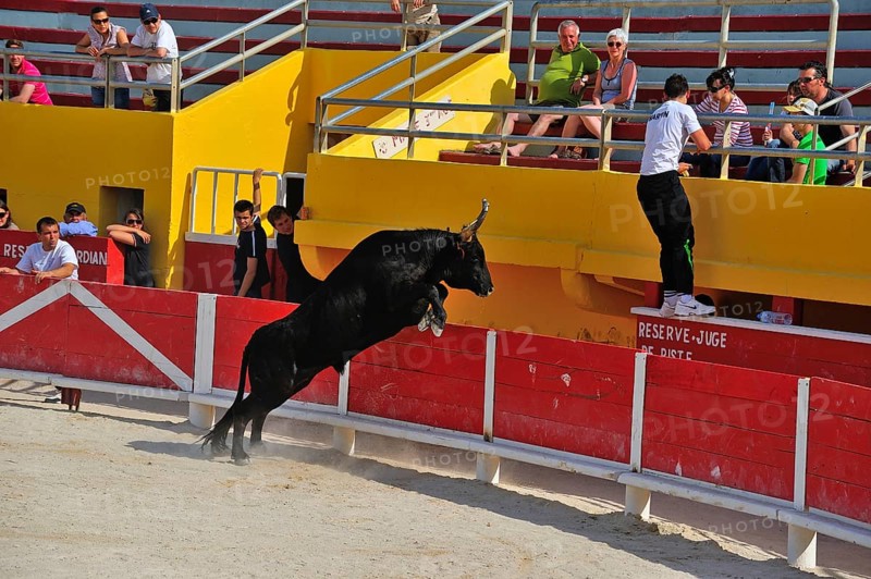 Bullfight