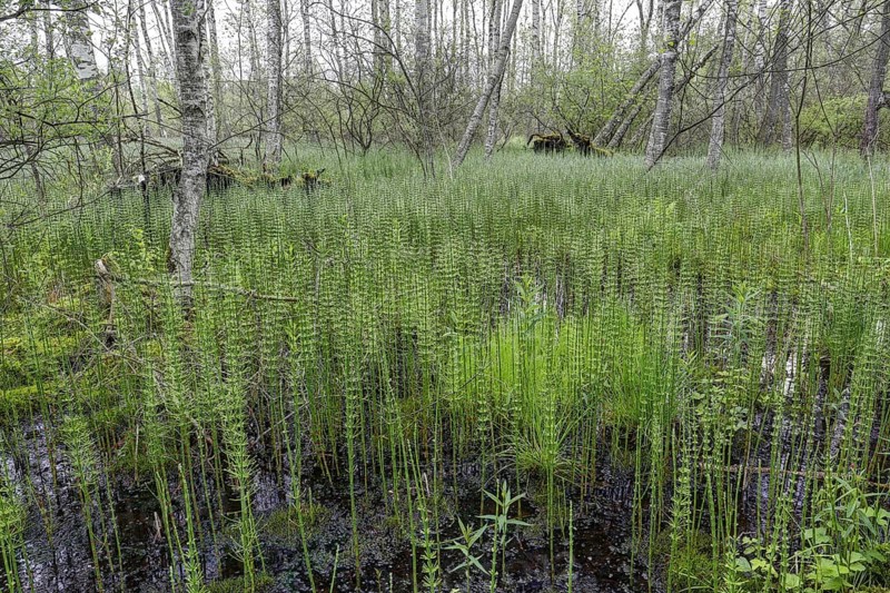 Birch forest and Horsetail