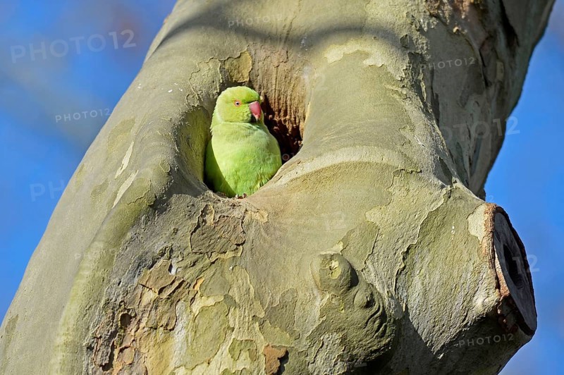Rose-ringed Parakeet
