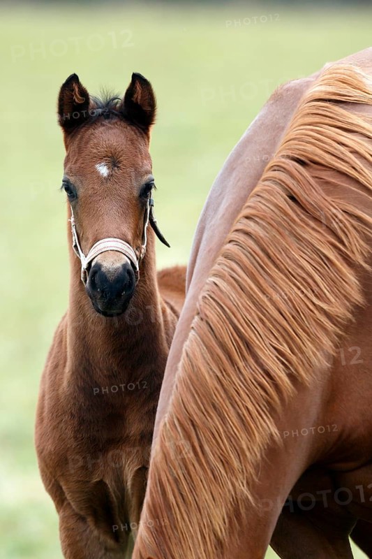English thoroughbred horse