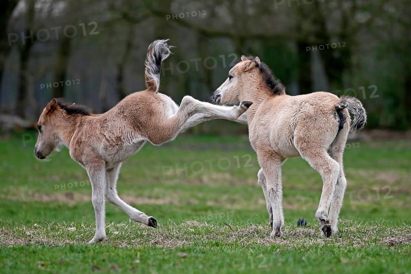 Wild Horse Duelmen