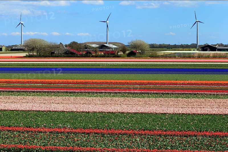 Blooming tulip field near Alkmaar