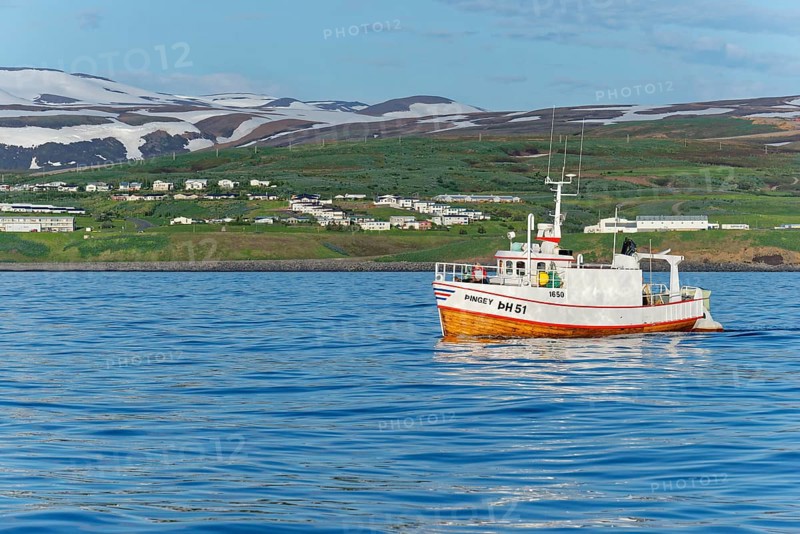 Old fishing boats are used for whale-watching