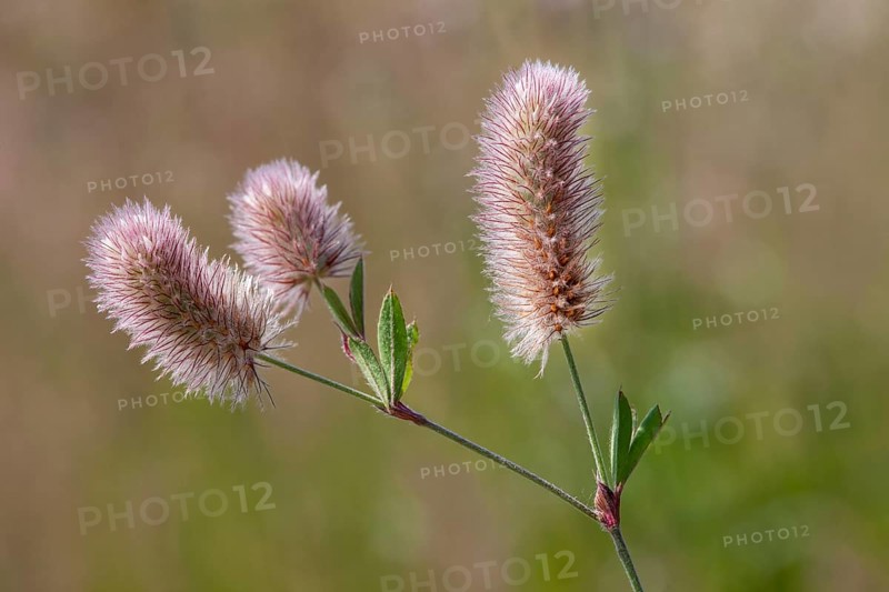 Hare's foot trefoil