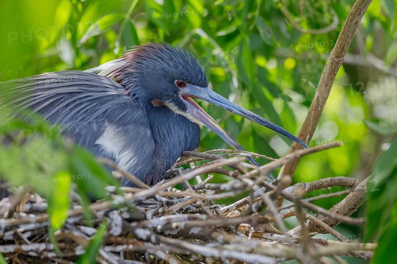 Tricolored heron
