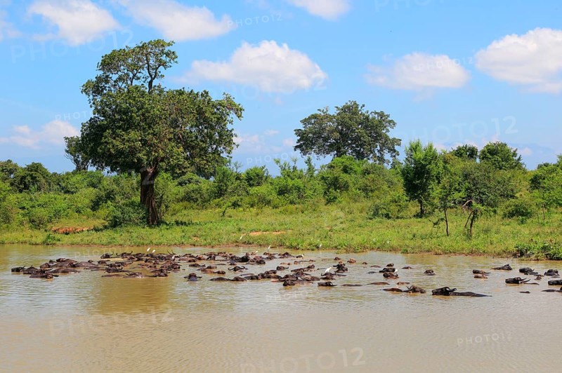 Asian water buffalo