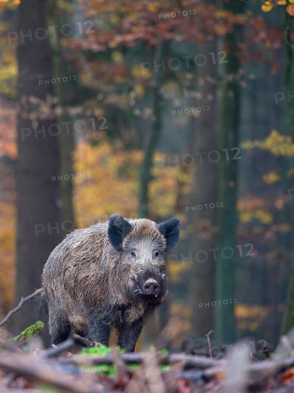 Wild Boar