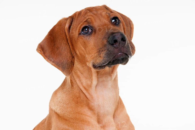 Rhodesian Ridgeback