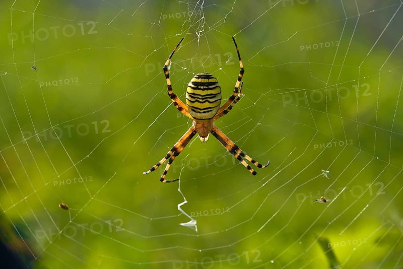 Wespenspinne wasp