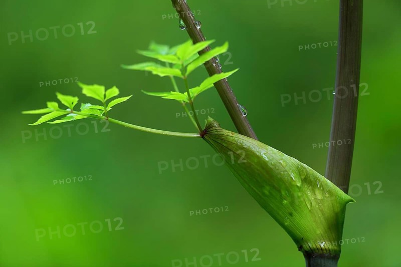 Goutweed
