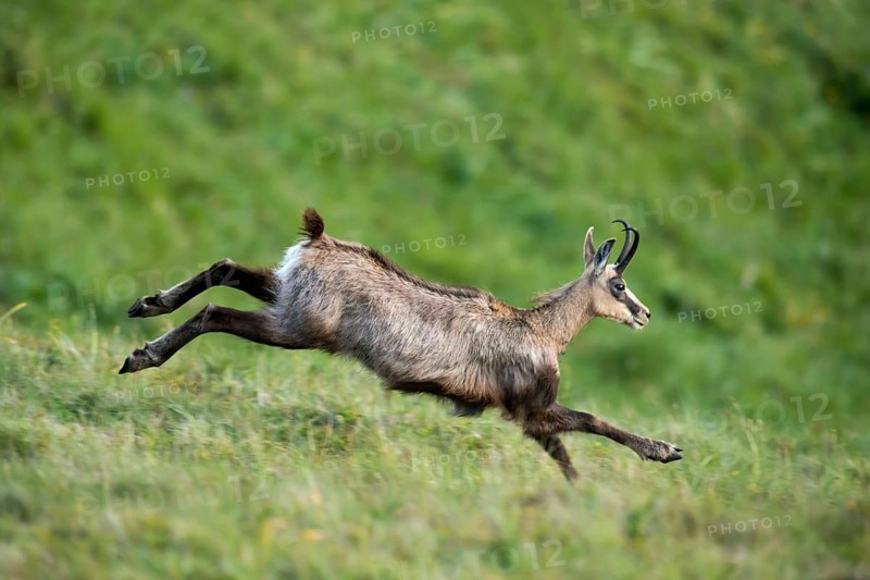 Chamois