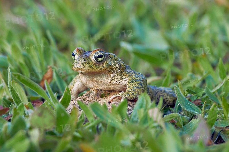 Natterjack Toad