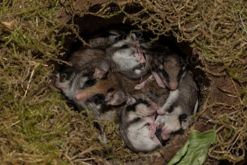 Garden dormouse
