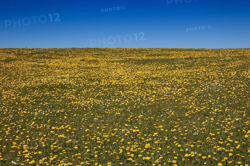 Meadow with Dandelion