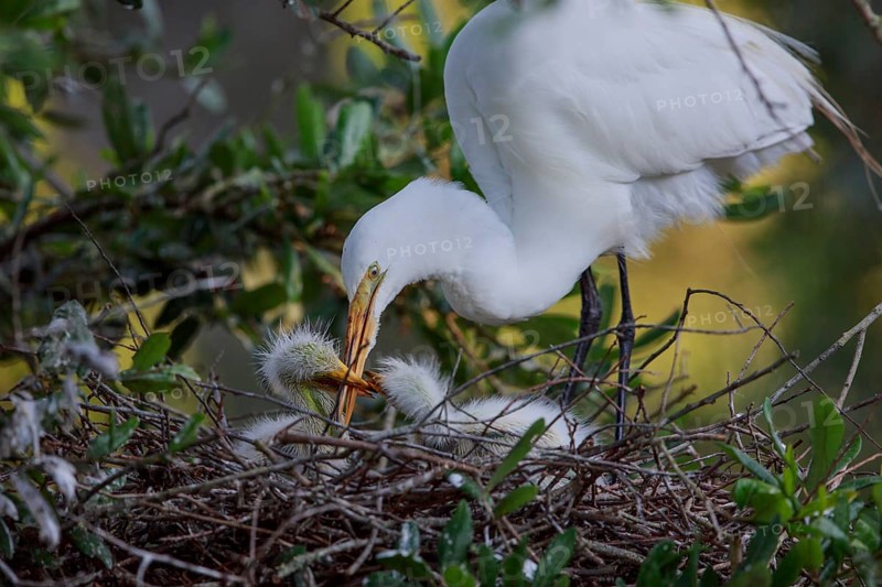 Great egret