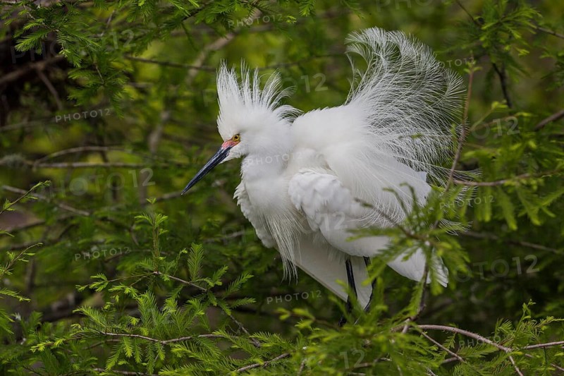 Snowy Egret