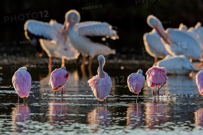 Roseate Spoonbill