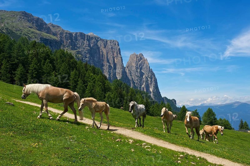 Haflinger on summer pasture on the Alpe di Siusi with Sciliar