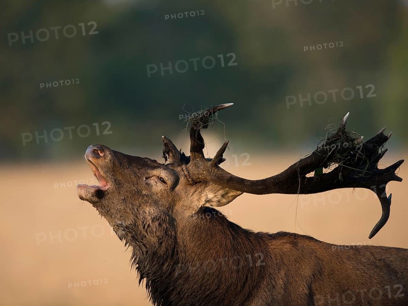 Red deer