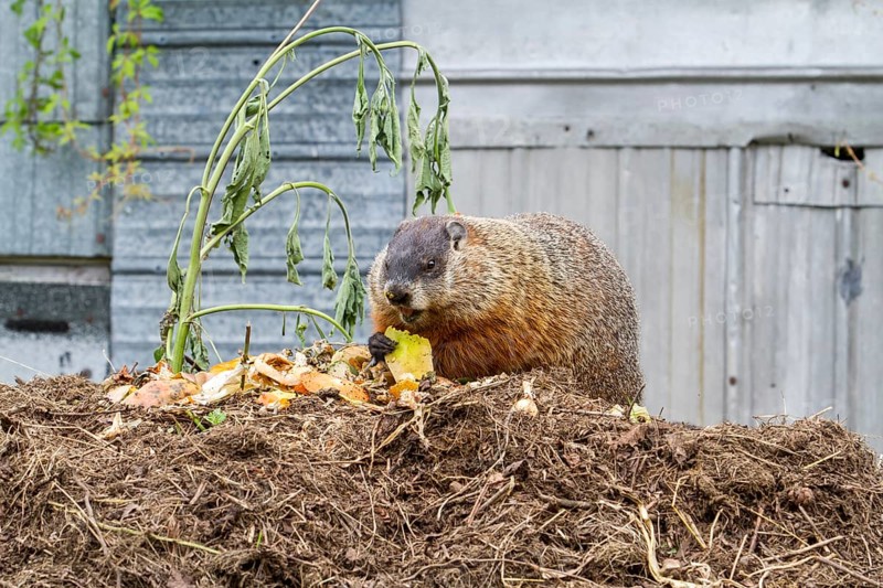 Groundhog feeding on a compost heap