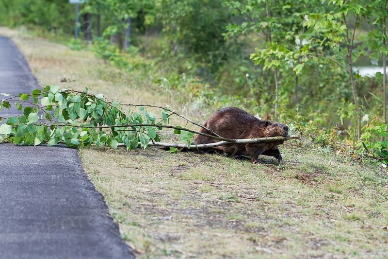 Beaver pulling a tree across a road