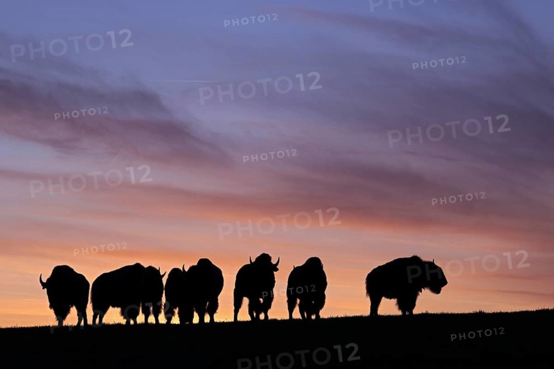 Amerikanischer Bison