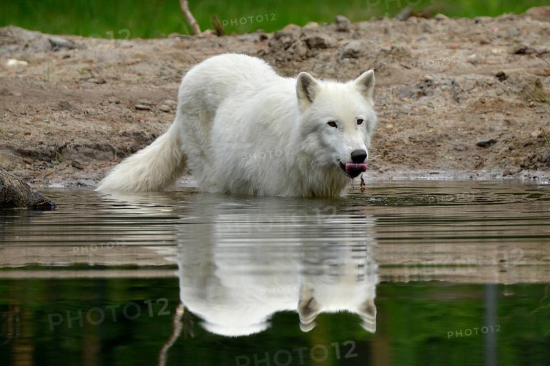 Arctic wolf