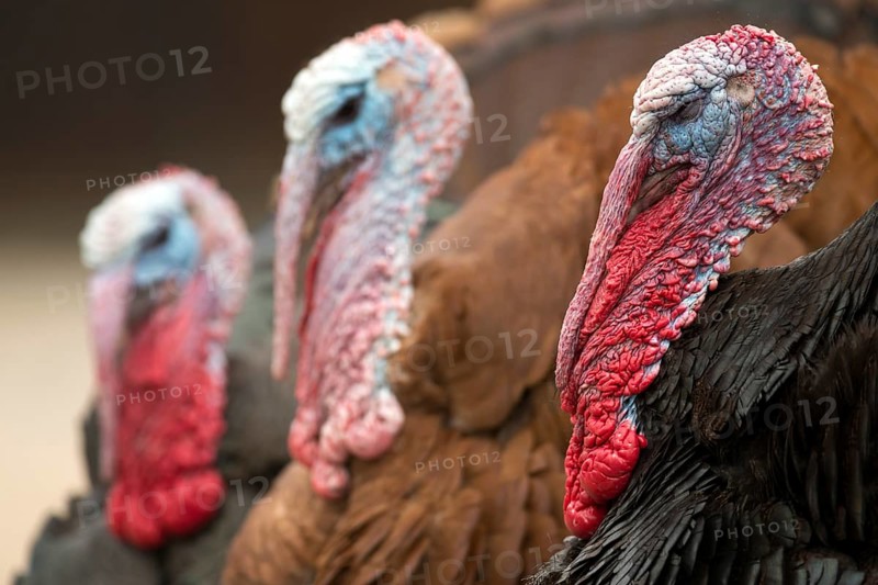 Domestic turkeys