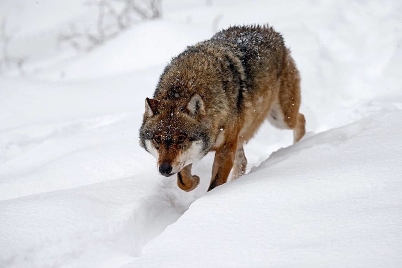 European Gray wolf