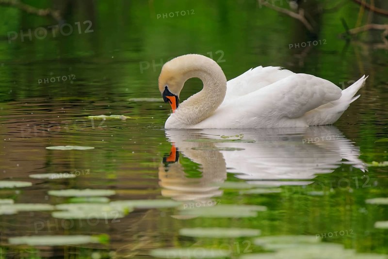 White swan