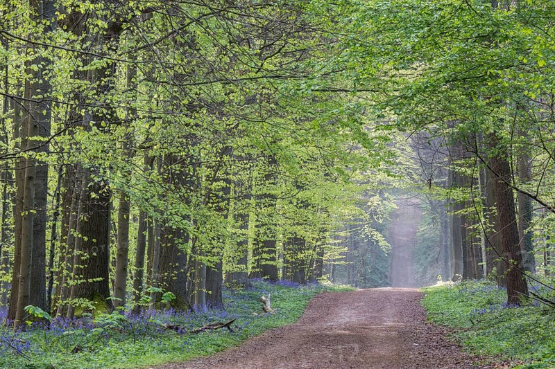 Bluebell