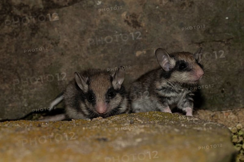 Two garden dormice