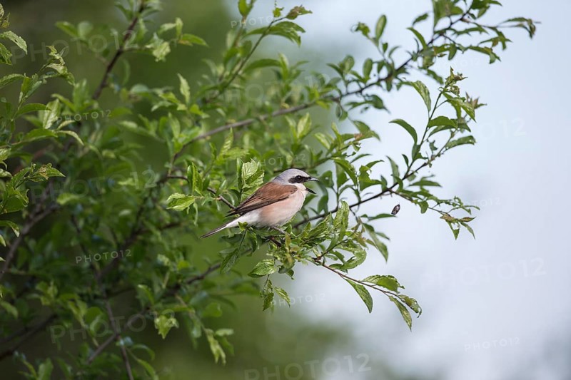 Red-backed Shrike