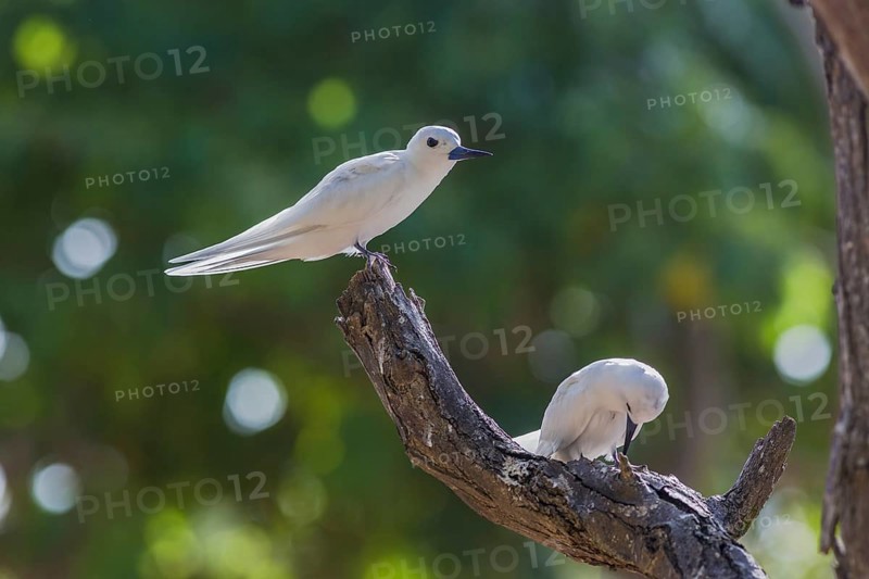White tern