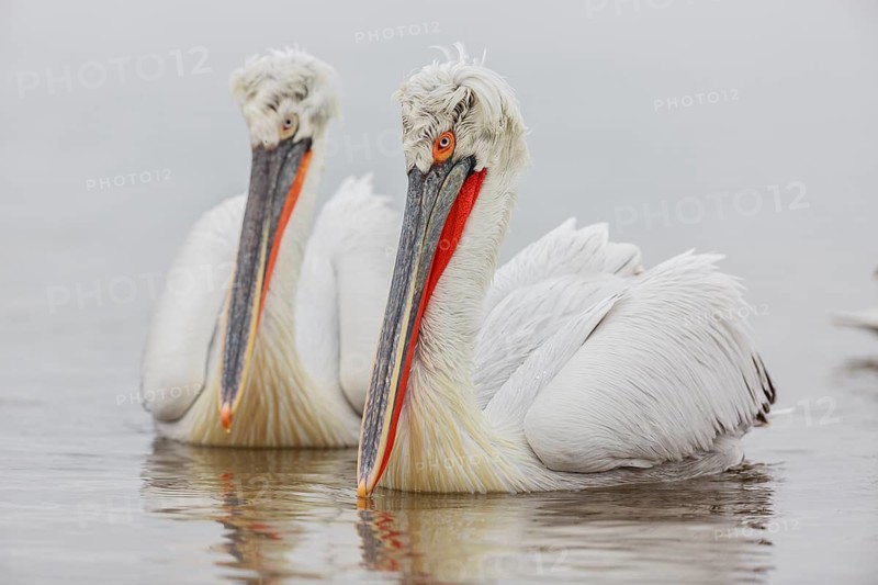 Dalmatian pelican