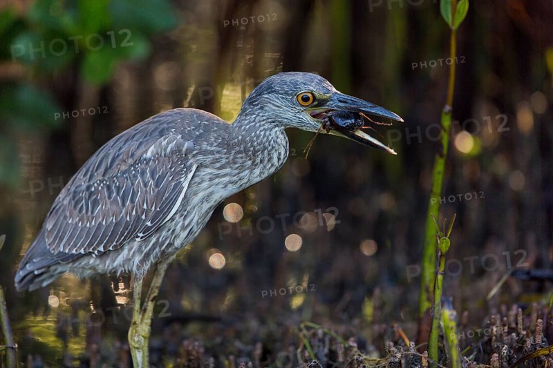 Crab Heron