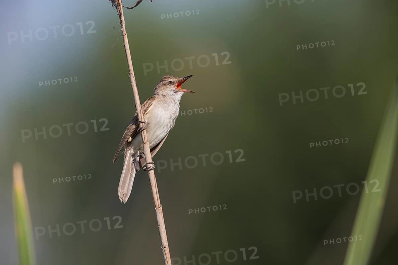Great Reed Warbler