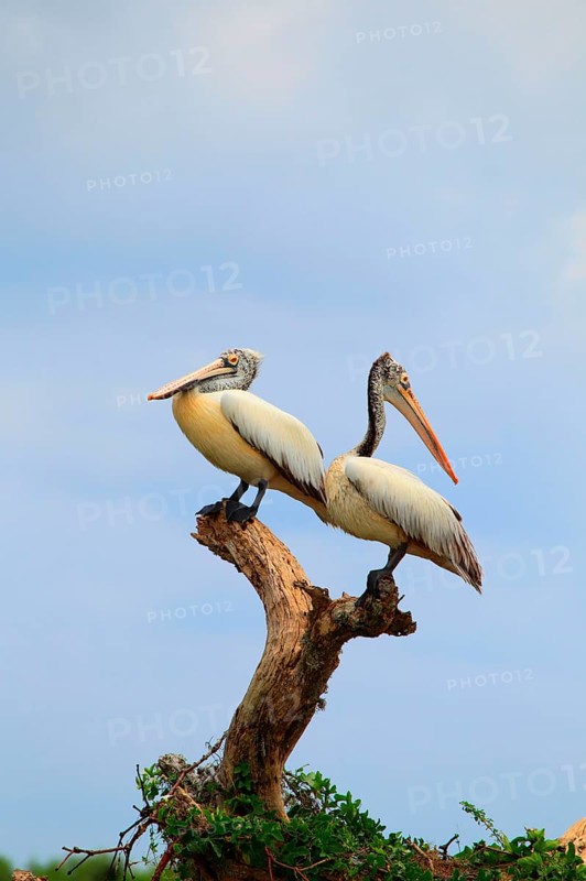 Spot-Billed Pelican