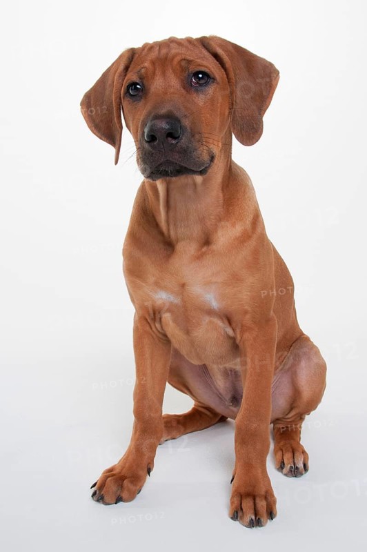 Rhodesian Ridgeback
